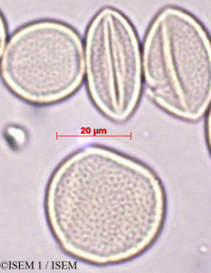 ISEM 1/Rhapidophyllum_hystrix_29417/Rhapidophyllum_hystrix_29417_0001(copy)_thumb.jpg